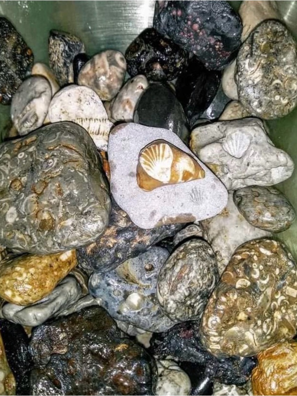 Lake Michigan Great Lakes Pallet. Yooperlites, fossils, beach glass, hag stones. - Picture 6 of 16